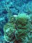 AmbergrisCaye05 - 064